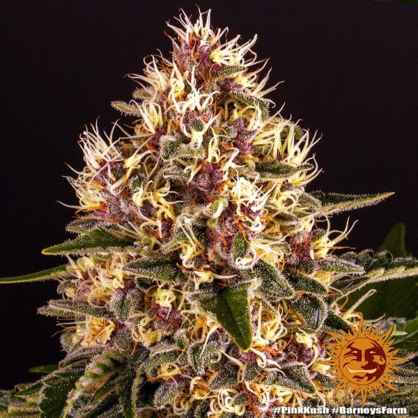 Pink kush barney's farm