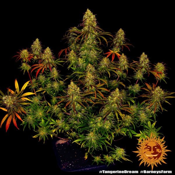 Tangerine Dream Barney's Farm