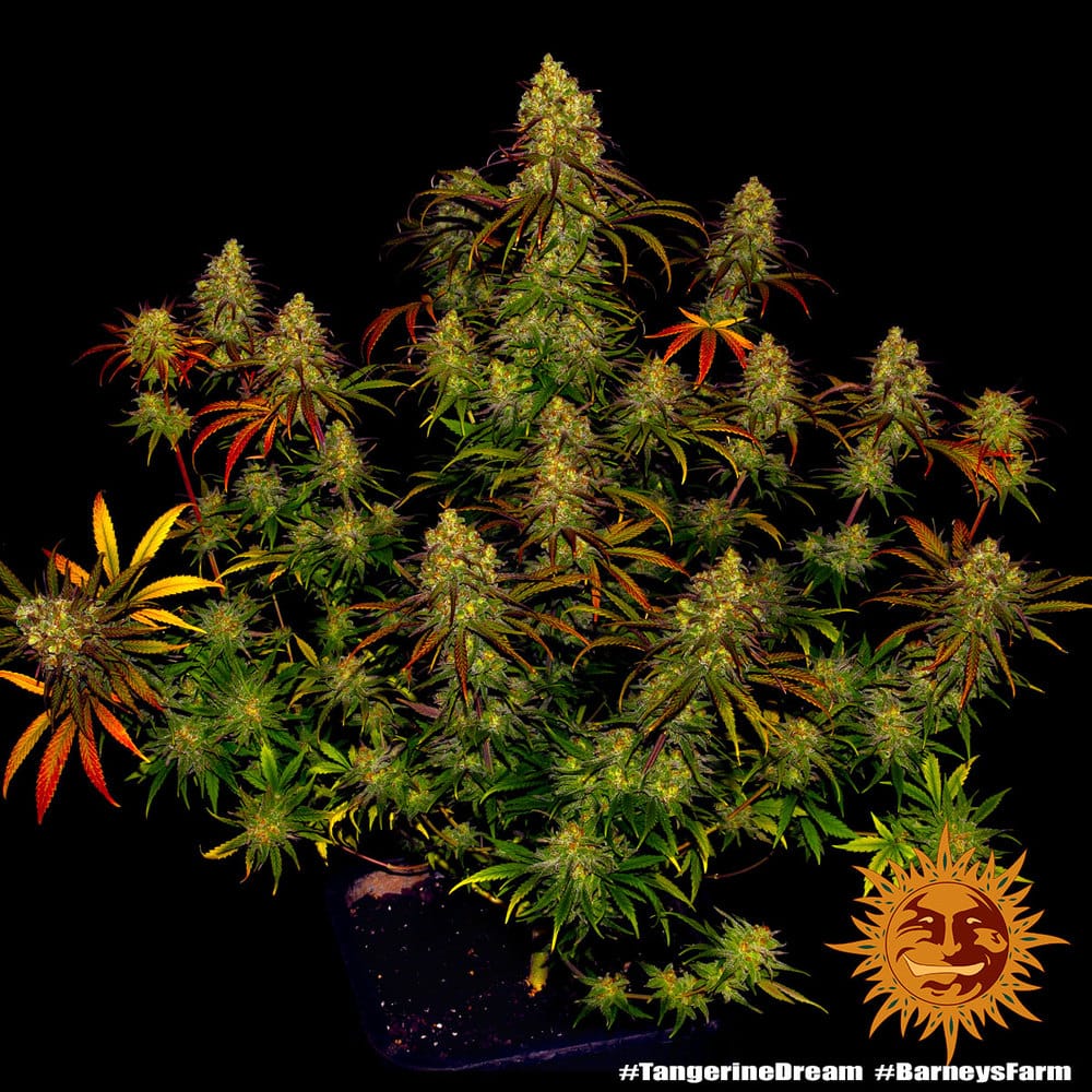 Tangerine Dream Barney's Farm Tangerine Dream Barney's Farm