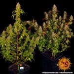 Tangerine Dream Barney's Farm