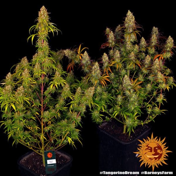 Tangerine Dream Barney's Farm