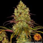 Tangerine Dream Barney's Farm