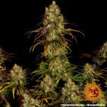 Tangerine Dream Barney's Farm