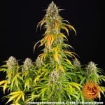Pineapple express Auto (X3) - Barney's Farm - Imagen 2