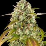 Pineapple express Auto (X3) - Barney's Farm