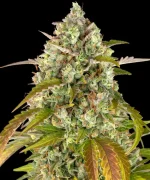 Pineapple express Auto (X3) - Barney's Farm